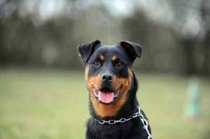 CHIENS DANGEREUX